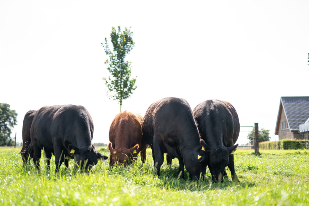 Aberdeen angus Hoffmann kempen